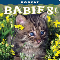 Title: Bobcat Babies, Author: Lisa Husar