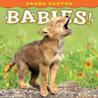 Title: Grand Canyon Babies, Author: Lisa Husar