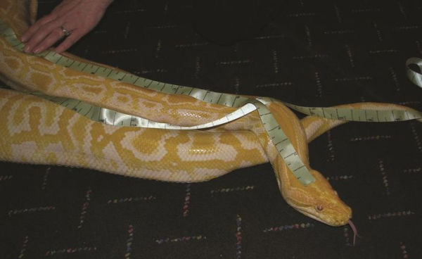 Awesome Snake Science!: 40 Activities for Learning About Snakes