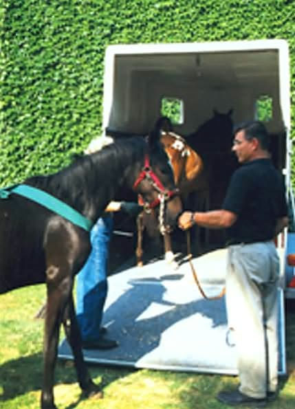 Ultimate Horse Behavior and Training Book: Enlightened and Revolutionary Solutions for the 21st Century