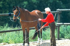 Alternative view 5 of Ultimate Horse Behavior and Training Book: Enlightened and Revolutionary Solutions for the 21st Century