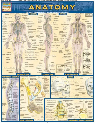 Anatomy by Vincent Perez | eBook | Barnes & Noble®