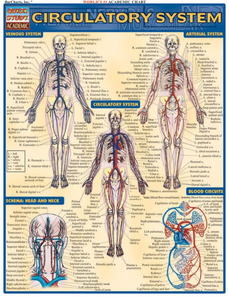 Circulatory System