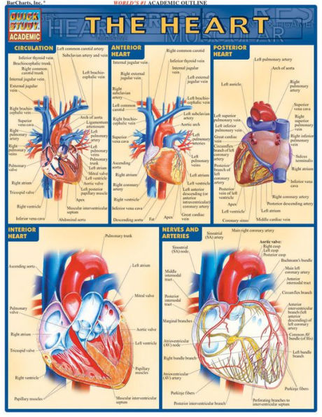Heart: QuickStudy Laminated Reference Guide