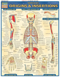 Title: Muscular Origins & Insertions, Author: Vincent Perez