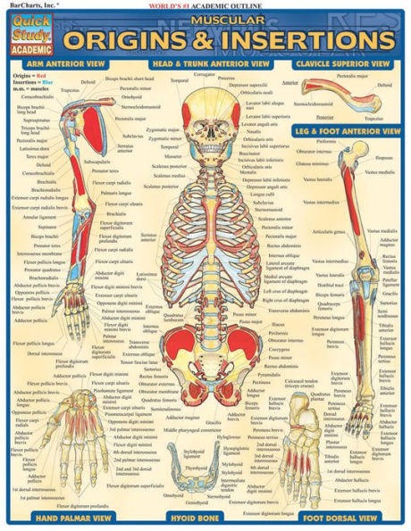 Muscular Origins & Insertions: QuickStudy Laminated Reference Guide