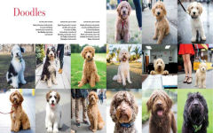 Alternative view 7 of The Dogist: Photographic Encounters with 1,000 Dogs