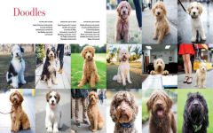 Alternative view 9 of The Dogist: Photographic Encounters with 1,000 Dogs