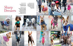 Alternative view 10 of The Dogist: Photographic Encounters with 1,000 Dogs