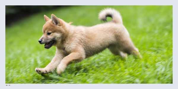 The Dogist Puppies