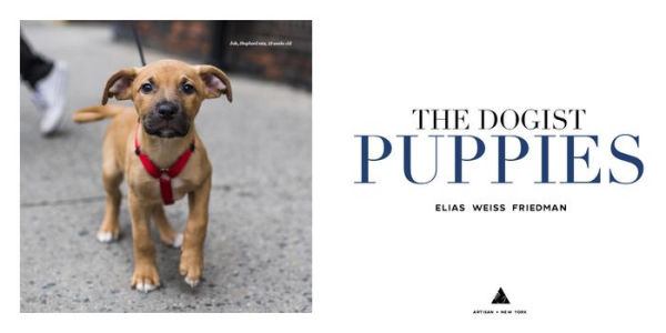 The Dogist Puppies