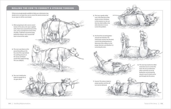 Essential Guide to Calving: Giving Your Beef or Dairy Herd a Healthy Start