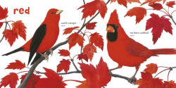 Alternative view 3 of Baby's First Book of Birds & Colors