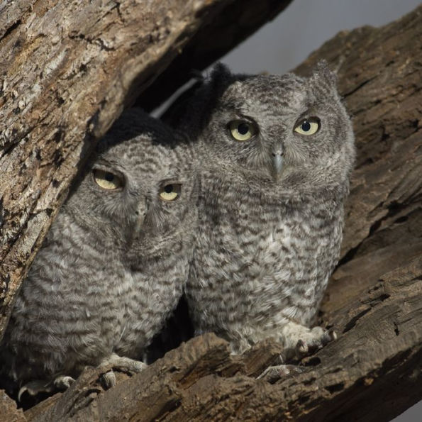 Birds of New York City