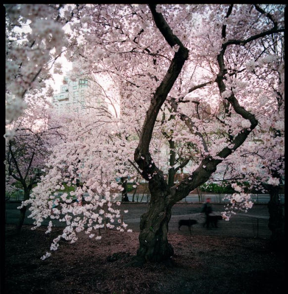 Trees of New York City