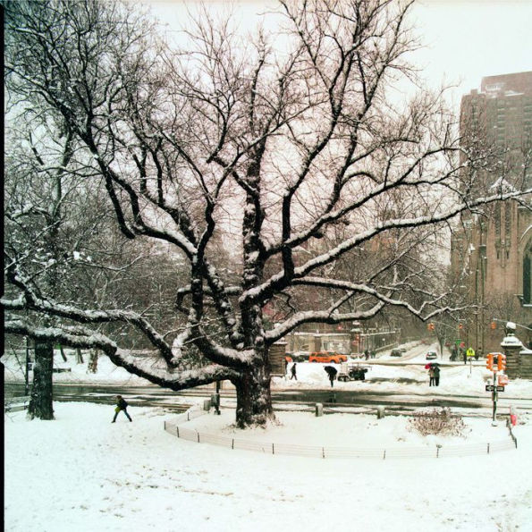 Trees of New York City