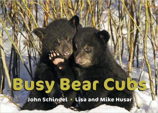 Busy Bear Cubs