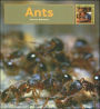 Ants