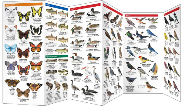 Rocky Mountain Wildlife