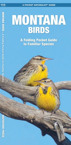 Montana Birds: A Folding Pocket Guide to Familiar Species