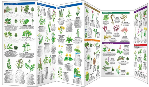 Edible Wild Plants