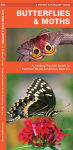 Alternative view 1 of Butterflies & Moths: A Folding Pocket Guide to Familiar North American Species
