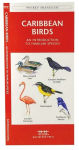 Alternative view 2 of Caribbean Birds: An Introduction to Familiar Species