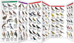 Alternative view 2 of New York State Birds