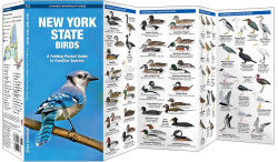 Alternative view 3 of New York State Birds