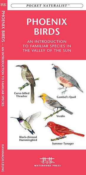 Pocket Naturalist: Phoenix Birds: An Introduction to Familiar Species in Central Arizona