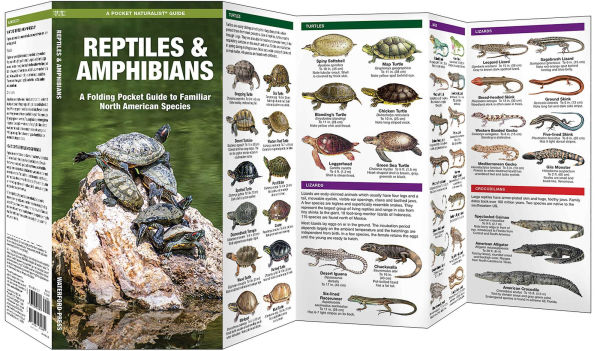 Reptiles & Amphibians