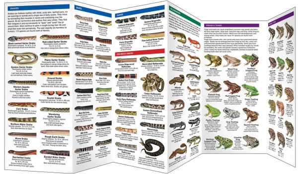 Reptiles & Amphibians