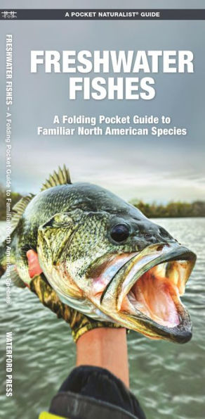 Freshwater Fishes: A Folding Pocket Guide to Familiar North American Species