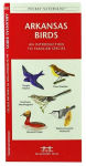 Alternative view 3 of Arkansas Birds: A Folding Pocket Guide to Familiar Species