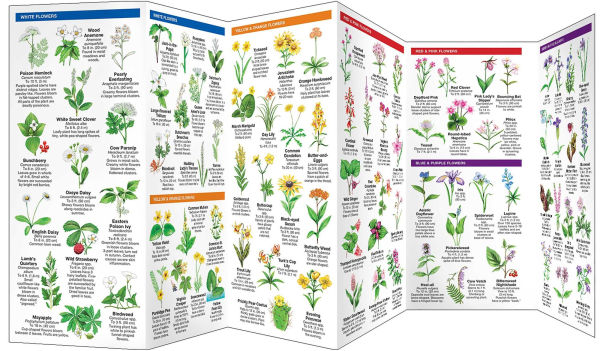 Virginia Trees & Wildflowers