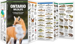 Alternative view 2 of Ontario Wildlife, 2nd Ed