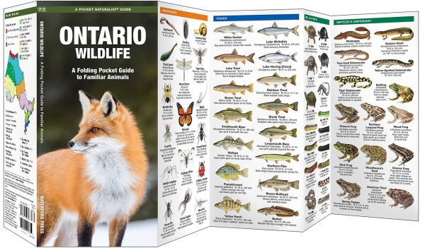 Ontario Wildlife, 2nd Ed