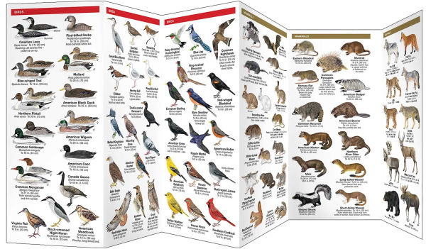 Ontario Wildlife, 2nd Ed