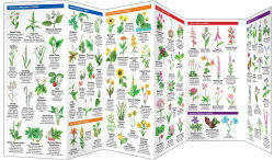 Alternative view 4 of New York State Trees & Wildflowers