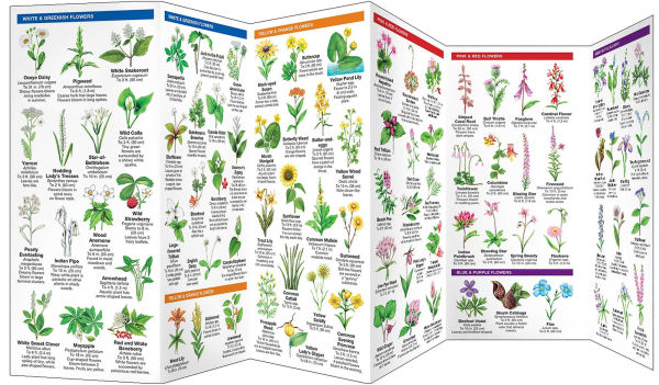 New York State Trees & Wildflowers