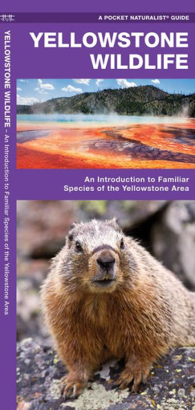 Yellowstone Wildlife: A Folding Pocket Guide to Familiar Animals of the Yellowstone Area