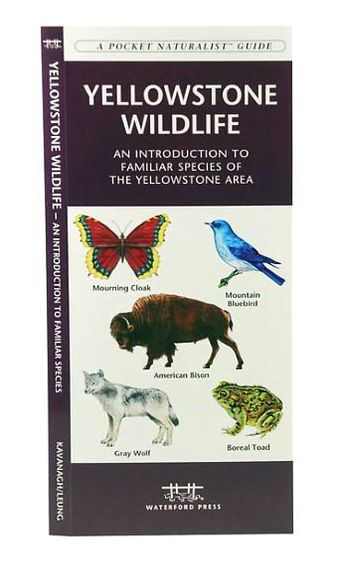 Yellowstone Wildlife: A Folding Pocket Guide to Familiar Animals of the Yellowstone Area