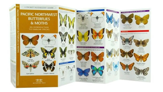 Pacific Northwest Butterflies And Moths An Introduction