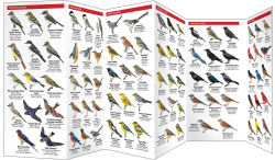 Alternative view 3 of Great Smoky Mountain Birds: An Introduction to Familiar species (Pocket Naturalist Series)