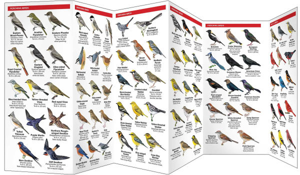 Great Smoky Mountain Birds: An Introduction to Familiar species (Pocket Naturalist Series)