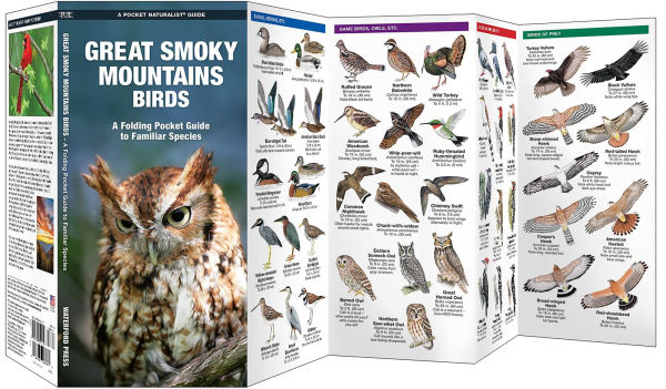 Great Smoky Mountain Birds: An Introduction to Familiar species (Pocket Naturalist Series)