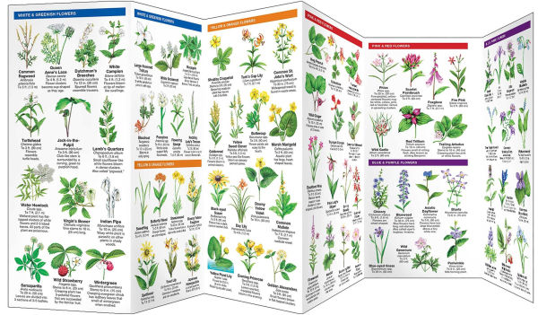 West Virginia Trees & Wildflowers