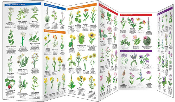 Nebraska Trees & Wildflowers