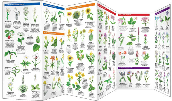 North Dakota Trees & Wildflowers