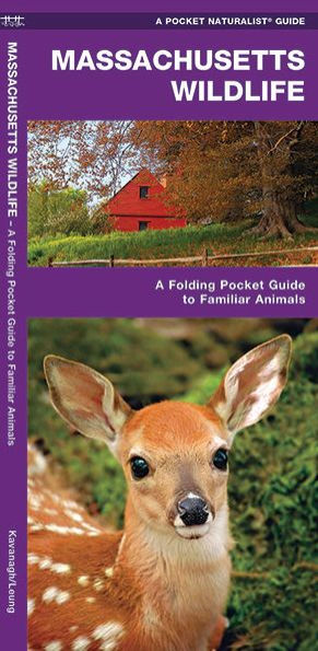 Massachusetts Wildlife: A Folding Pocket Guide to Familiar Animals